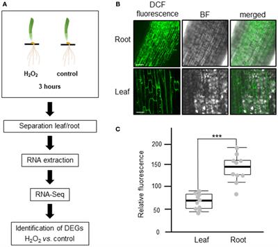 Global transcriptome profiling reveals root- and leaf-specific responses of barley (Hordeum vulgare L.) to H2O2